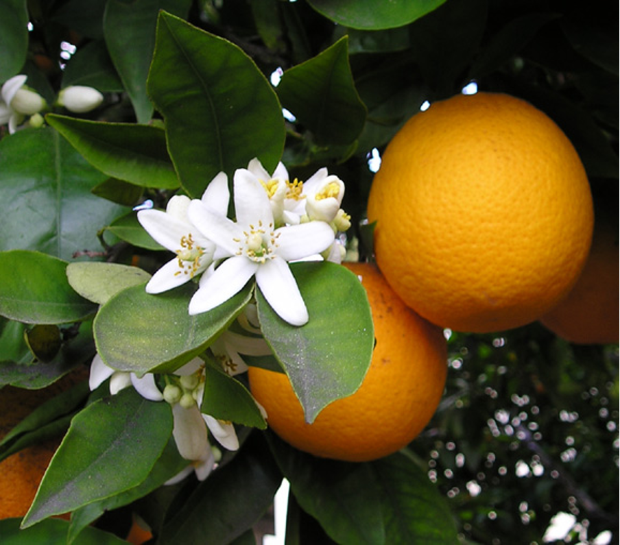 Oranges picture
